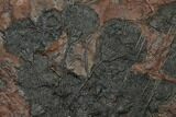 Silurian Fossil Crinoid (Scyphocrinites) Plate - Morocco #134289-3